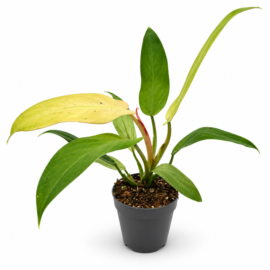 Philodendron Whipple Way
