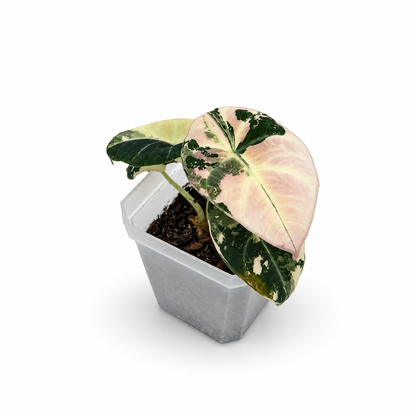 Alocasia Black Velvet Pink Variegata