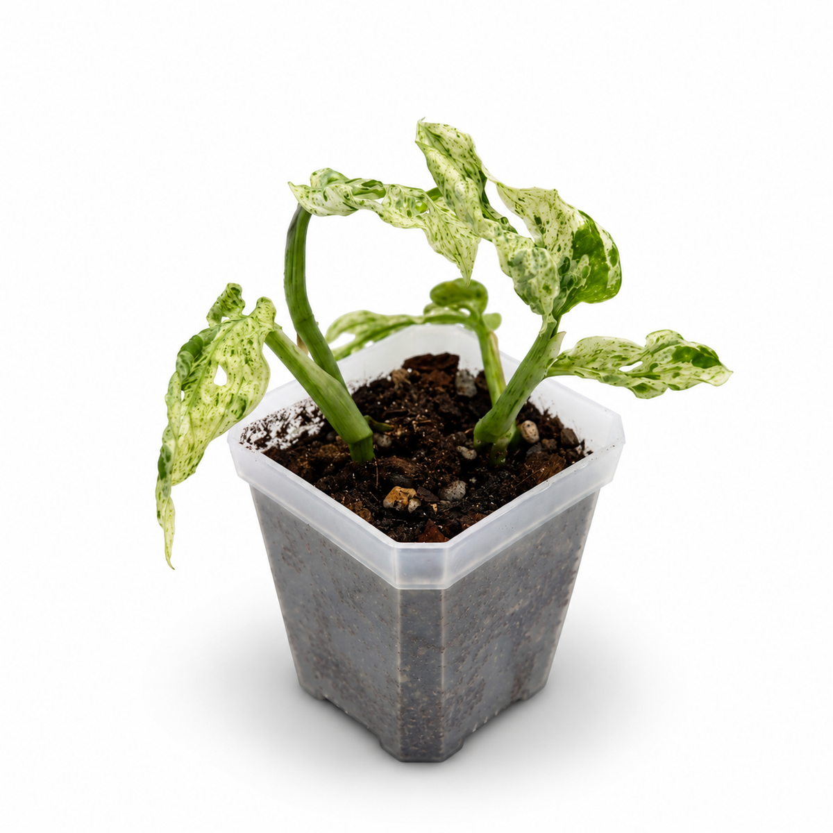 Monstera Adansonii ‘Frozen Freckles’ - Junge Pflanze aus unserer Zucht