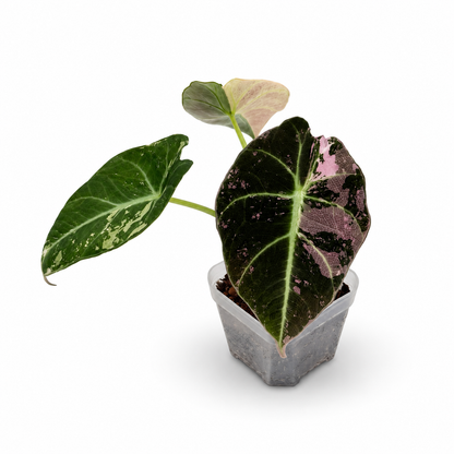 Alocasia Black Velvet Pink Variegata
