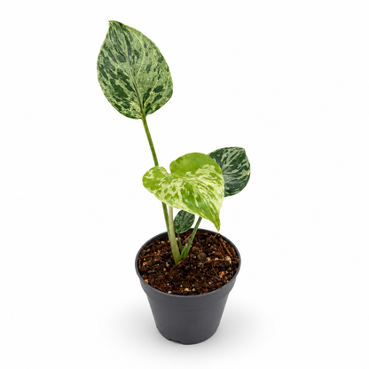 Monstera Deliciosa “Bulbasaur”