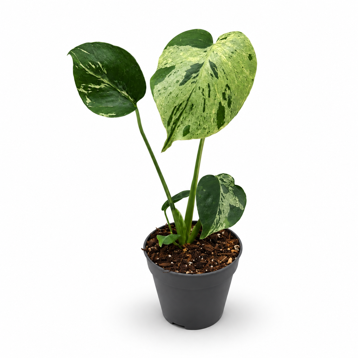 Monstera Deliciosa “Bulbasaur”