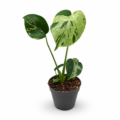 Monstera Deliciosa “Bulbasaur”