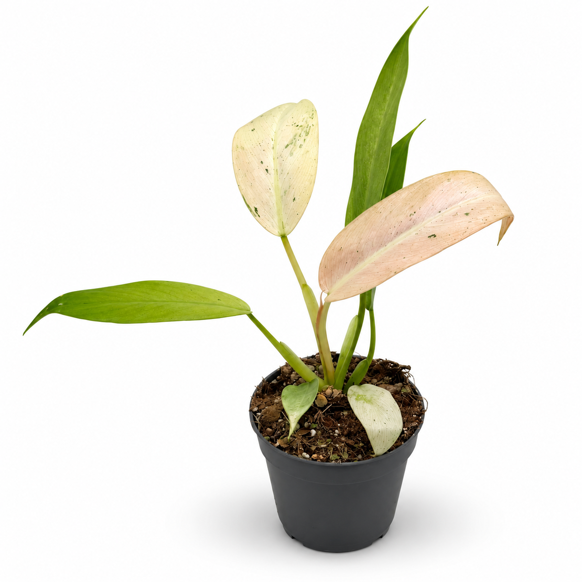 Philodendron Whipple Way