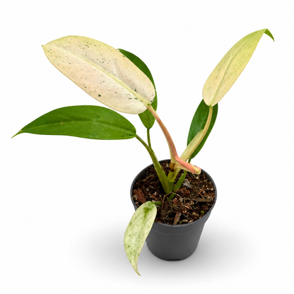Philodendron Whipple Way