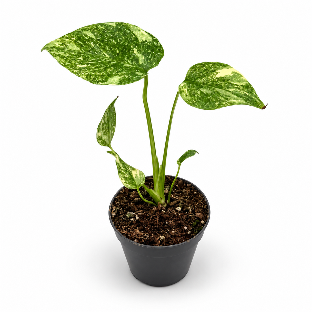 Monstera Deliciosa "Legacy"