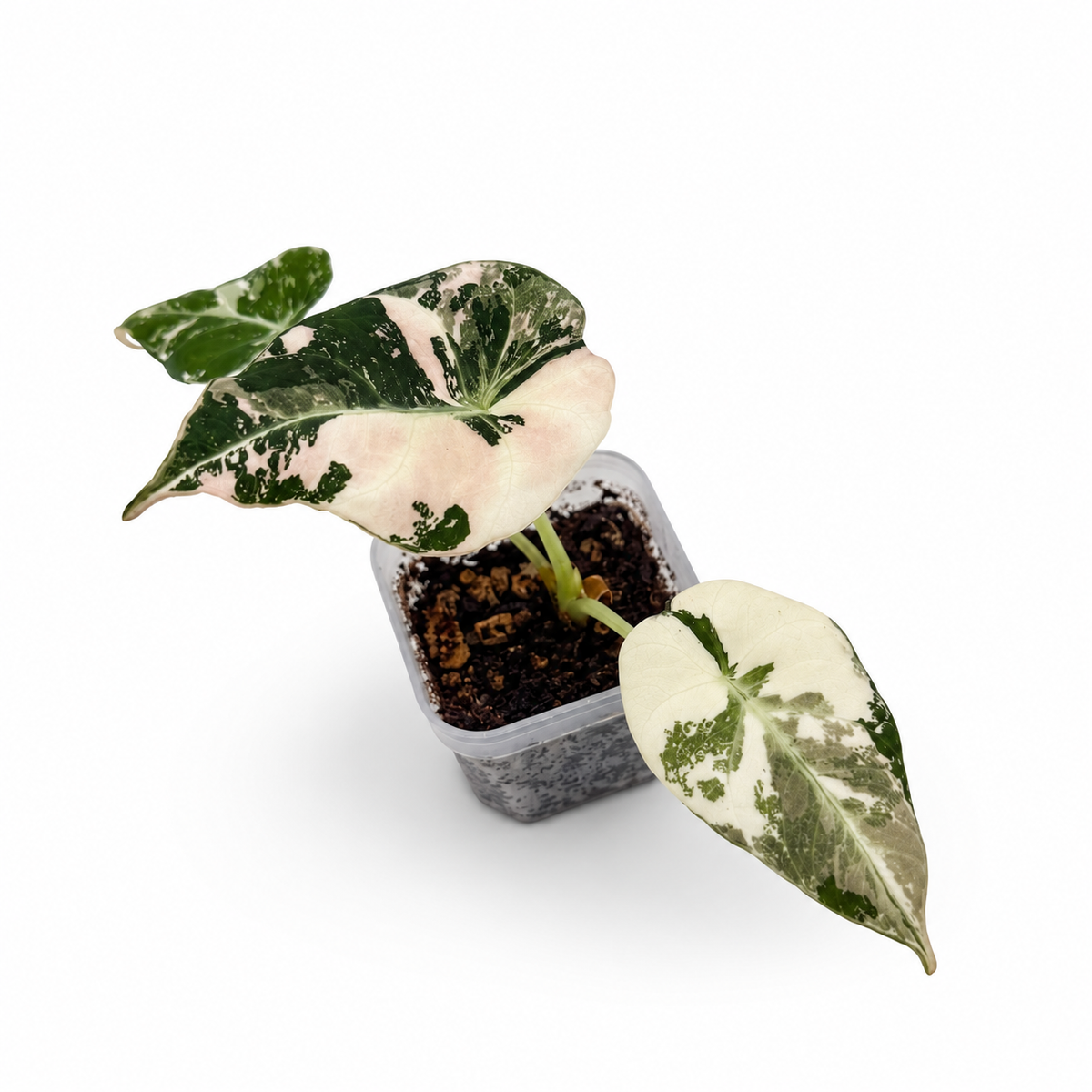 Alocasia Black Velvet Pink Variegata