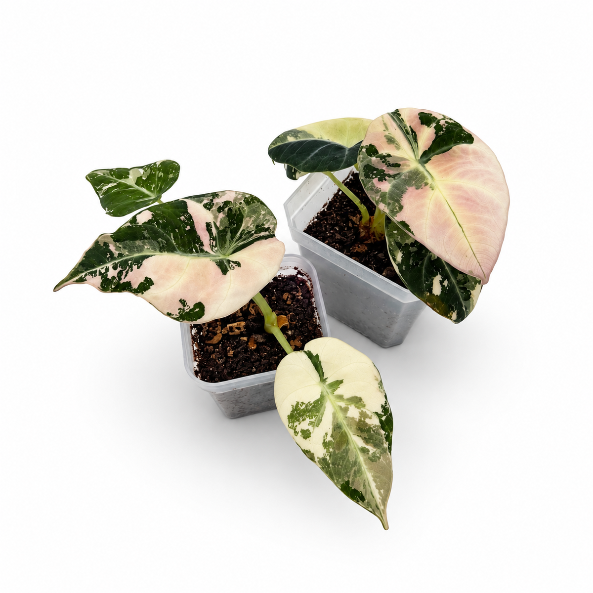 Alocasia Black Velvet Pink Variegata