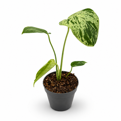 Monstera Deliciosa “Bulbasaur”