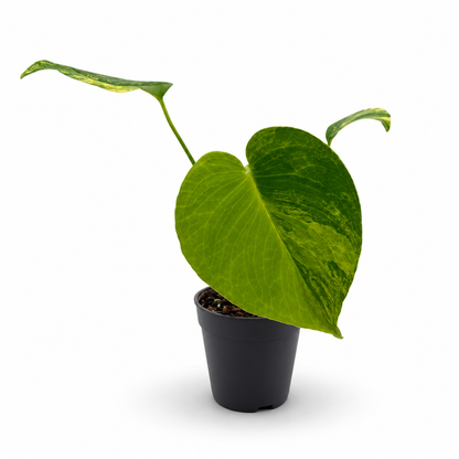 Monstera Deliciosa Aurea Variegata ‘Yellow Marilyn’