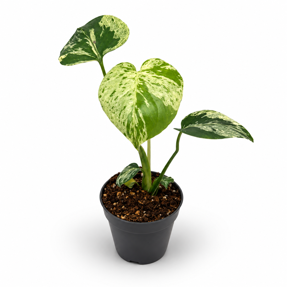 Monstera Deliciosa “Bulbasaur”