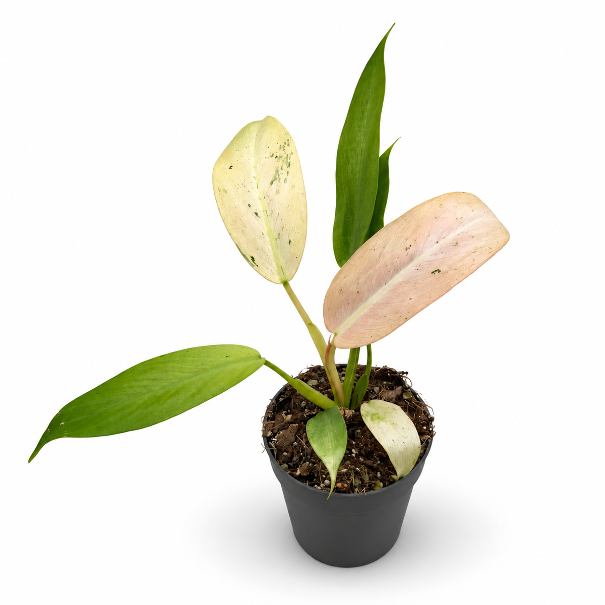 Philodendron Whipple Way