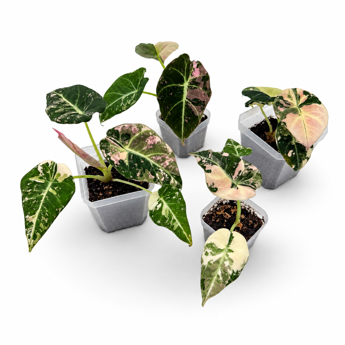 Alocasia Black Velvet Pink Variegata