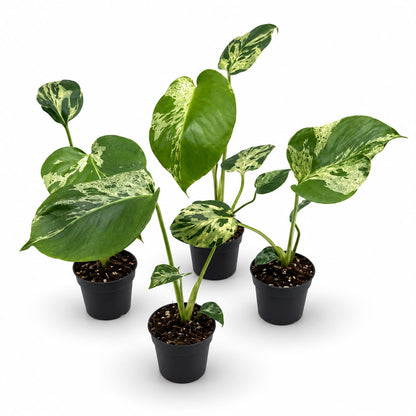 Monstera Deliciosa “Bulbasaur” | Exakte Pflanzen | 28 cm inkl. Topf