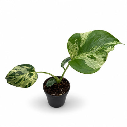 Monstera Deliciosa “Bulbasaur” | Exakte Pflanzen | 28 cm inkl. Topf