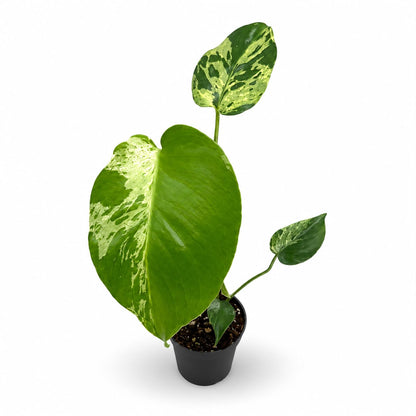 Monstera Deliciosa “Bulbasaur” | Exakte Pflanzen | 28 cm inkl. Topf