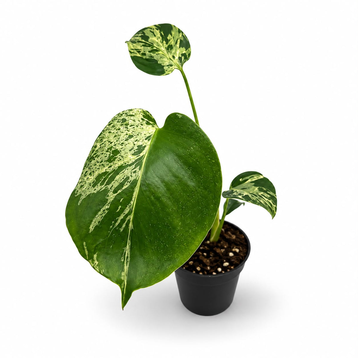 Monstera Deliciosa “Bulbasaur” | Exakte Pflanzen | 28 cm inkl. Topf
