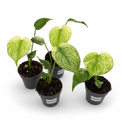 Monstera Deliciosa ‘White Monster’
