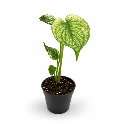 Monstera Deliciosa ‘White Monster’