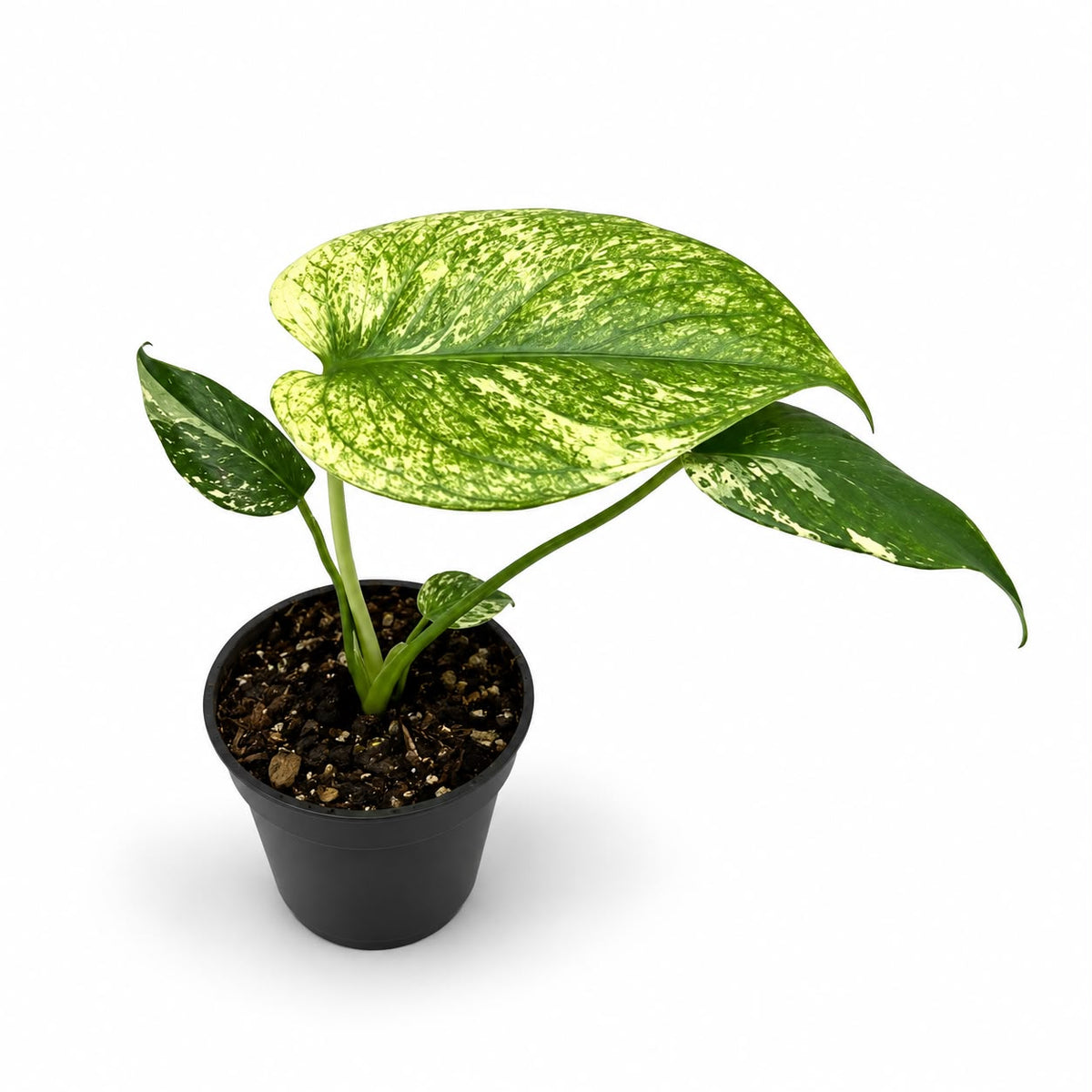 Monstera Deliciosa ‘White Monster’