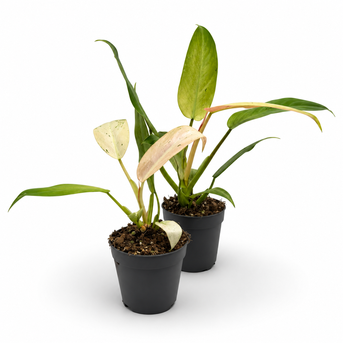 Philodendron Whipple Way