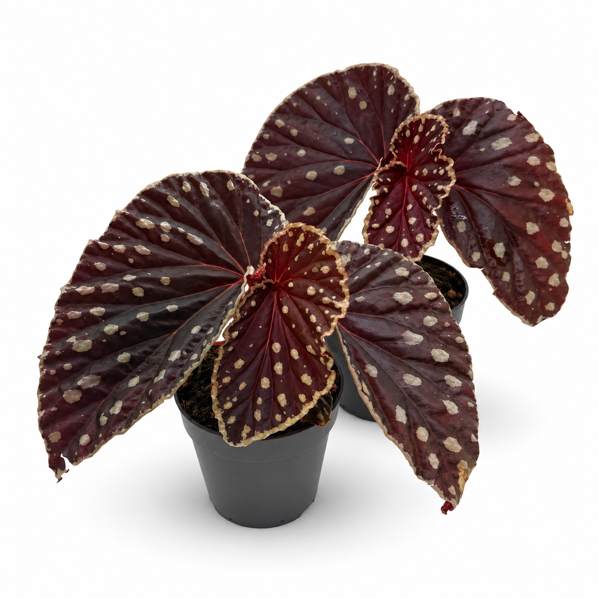 Begonia (darthvaderiana × malachosticta)