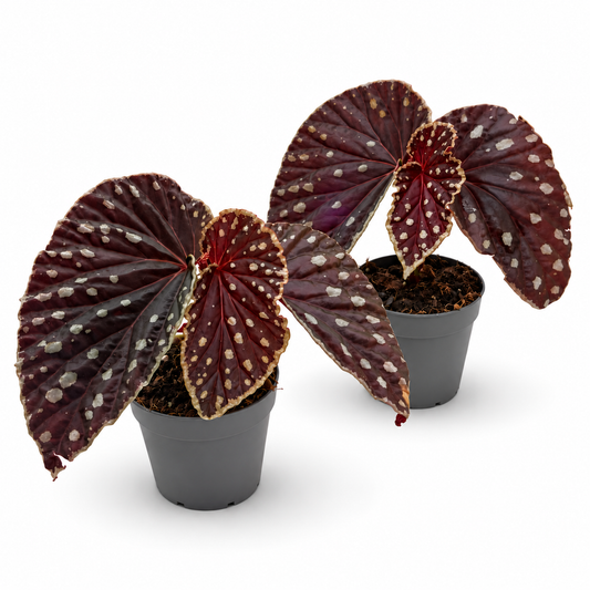 Begonia (darthvaderiana × malachosticta)