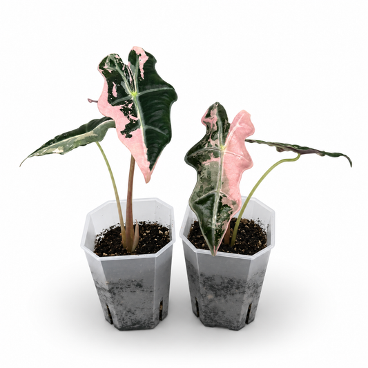 Alocasia Nobilis Pink Variegata