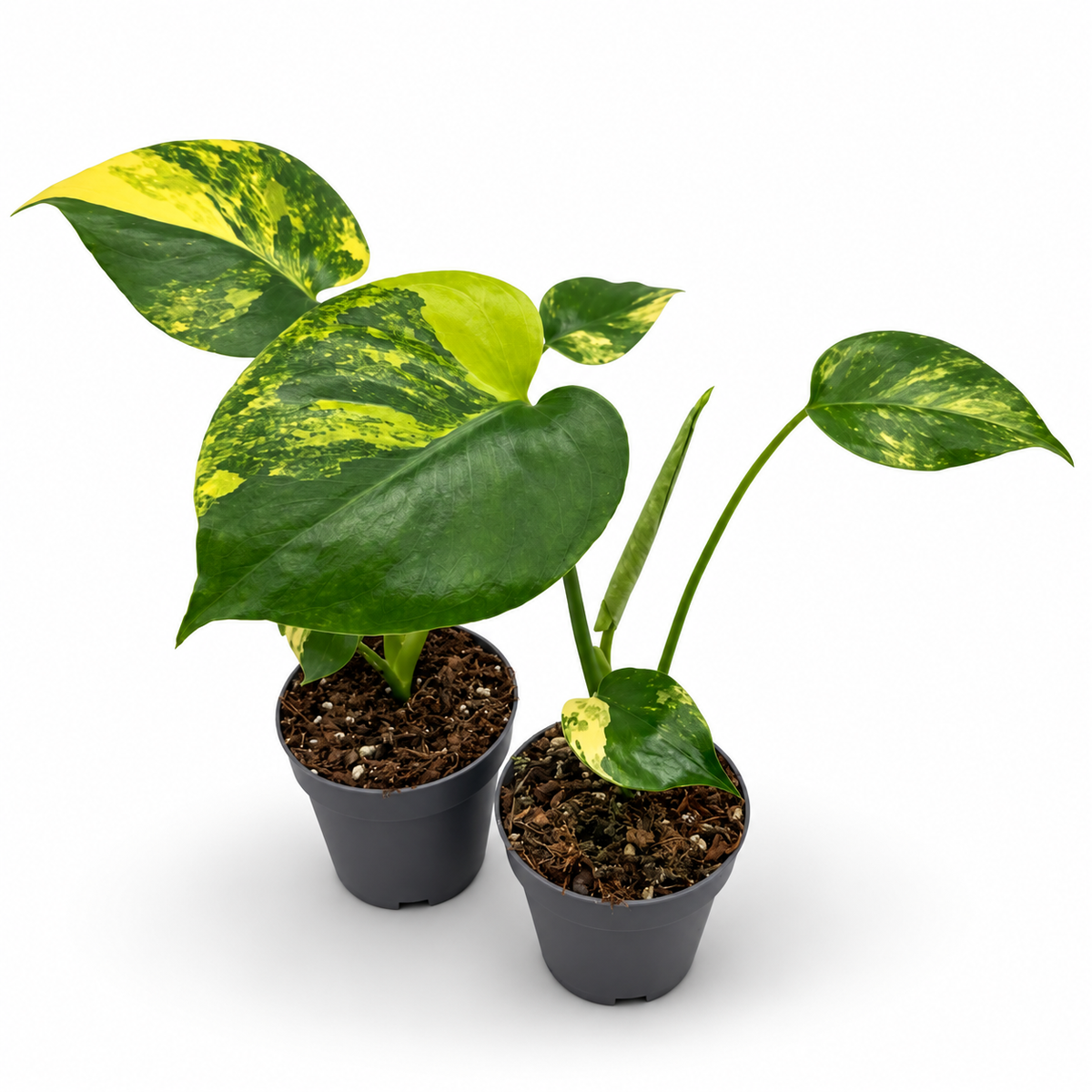 Monstera Deliciosa Aurea Variegata ‘Yellow Marilyn’