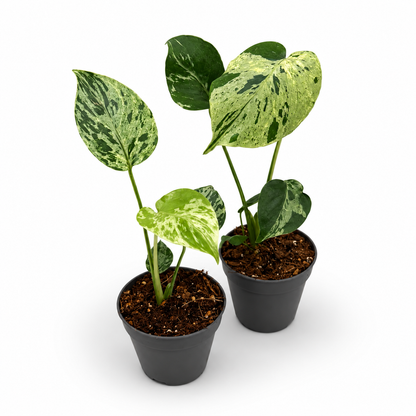 Monstera Deliciosa “Bulbasaur”