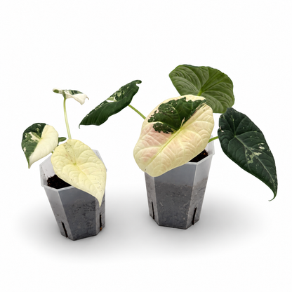 Alocasia Maharani Albo Variegata