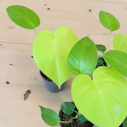 Monstera Deliciosa Lemon Lime Variegata
