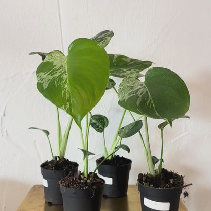 Monstera Deliciosa “Bulbasaur” | Exakte Pflanzen | 28 cm inkl. Topf