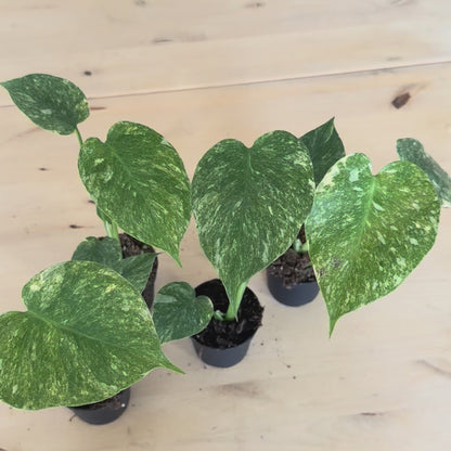 Monstera Deliciosa Green Snow